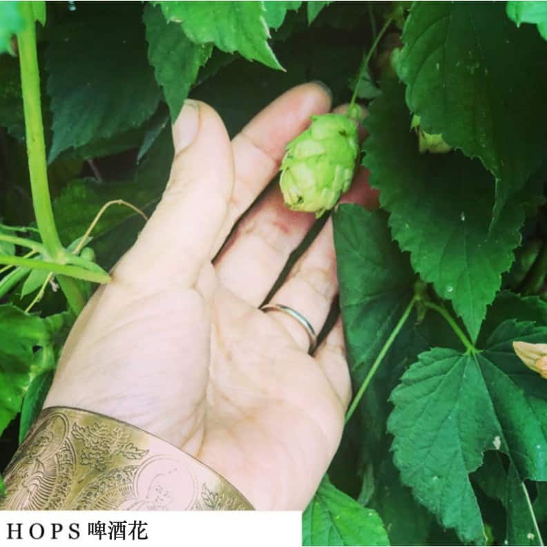 紐約特選舒幻花草精華：輕柔入夢<br>SLEEP - 靈遊者 Trippers